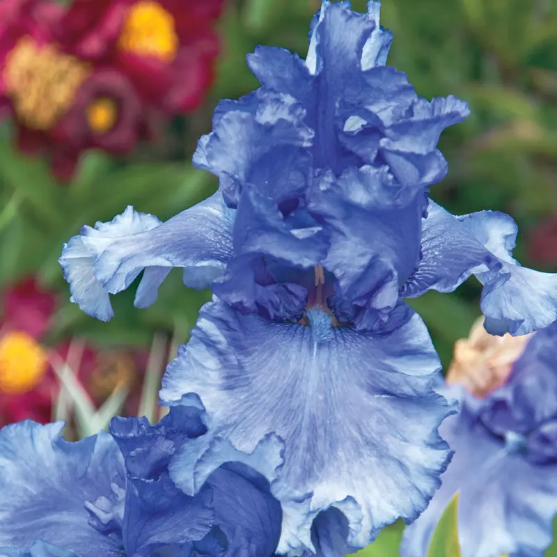 Honky Tonk Blues Bearded Iris - Image 2
