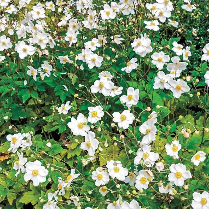 Japanese Anemone 'Honorine Jobert' - Image 2