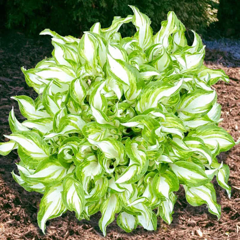 Hosta Kiwi Spearmint
