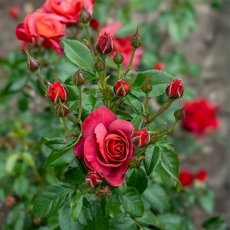 Hot Cocoa™ Floribunda Rose - Image 6
