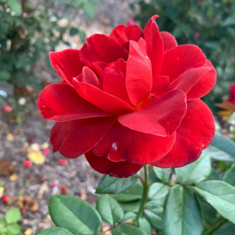 Hot Cocoa™ Floribunda Rose - Image 8
