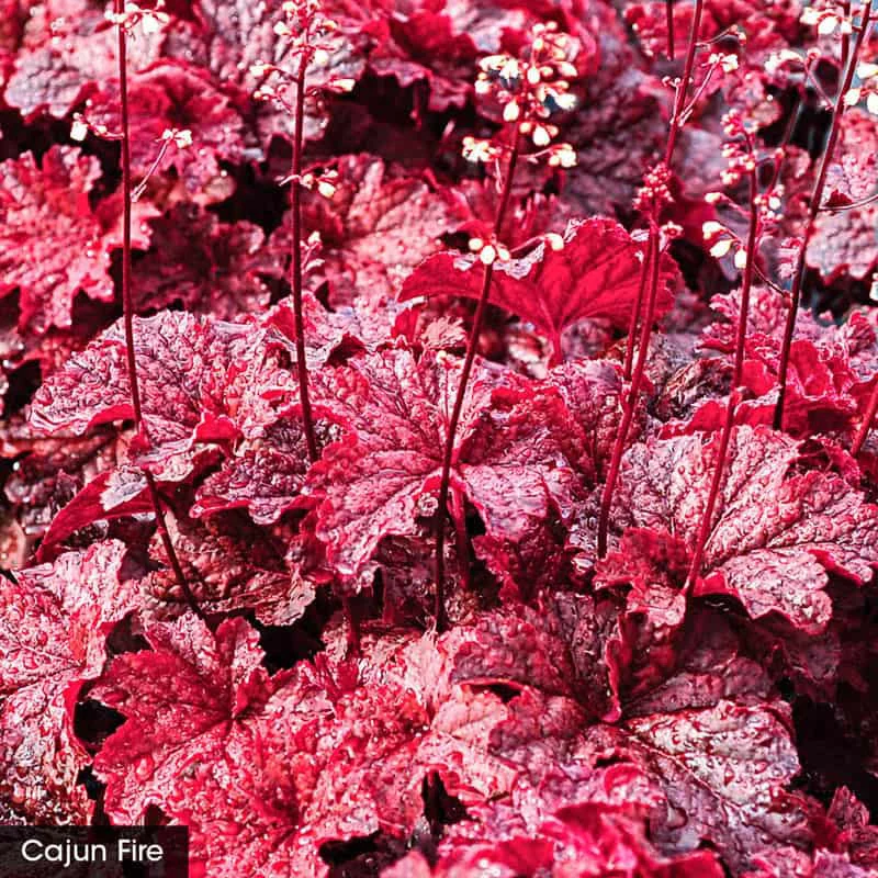 Hot Color Perennial Garden - Image 2
