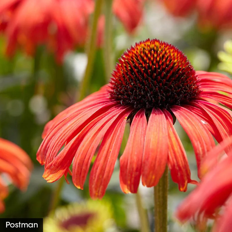 Hot Color Perennial Garden - Image 3