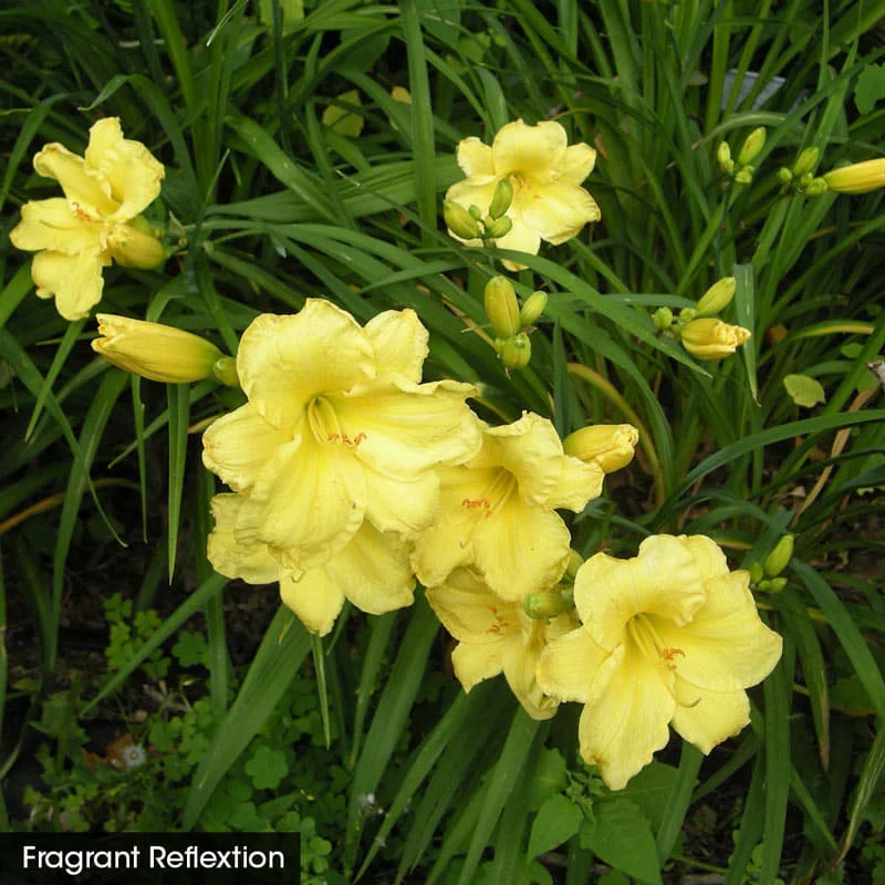 Hot Color Perennial Garden - Image 4