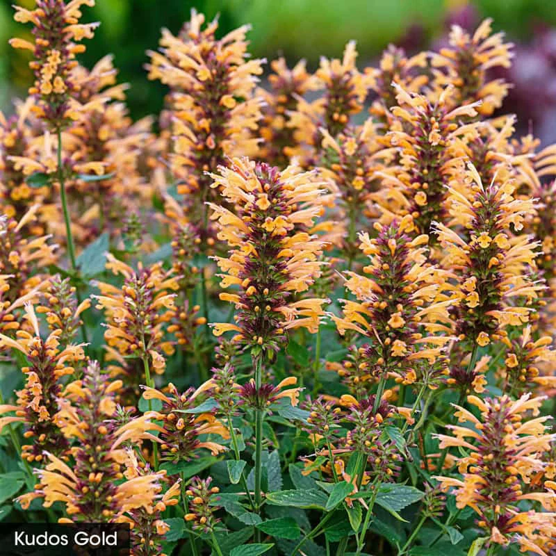 Hot Color Perennial Garden - Image 5