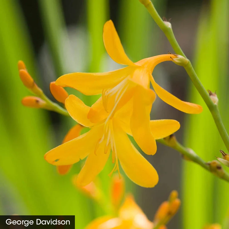 Hot Color Perennial Garden - Image 6