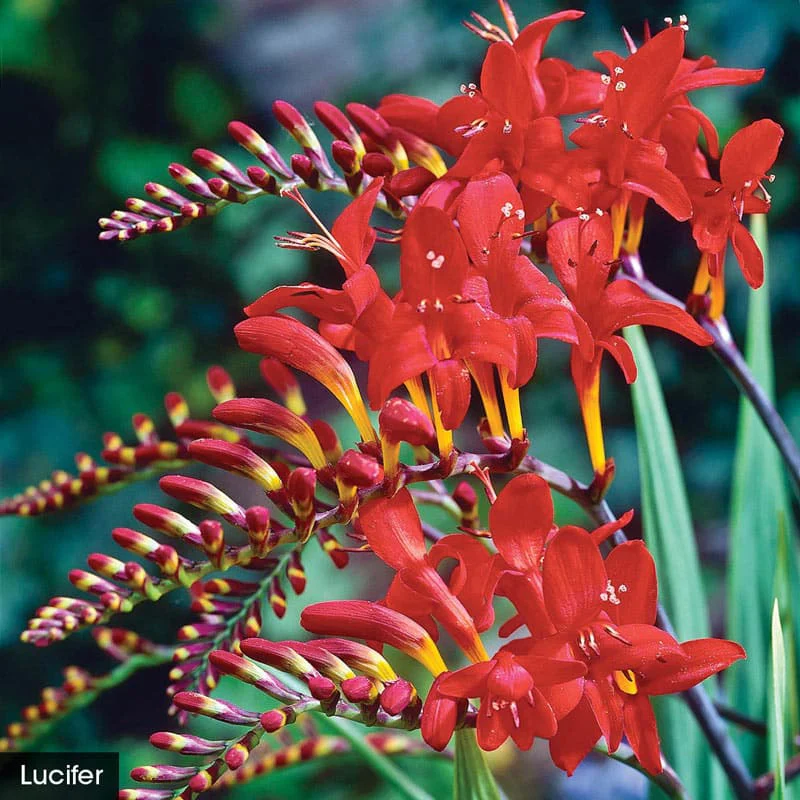 Hot Color Perennial Garden - Image 7