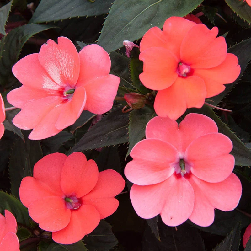 Hot Coral Sunpatiens™ - Image 2