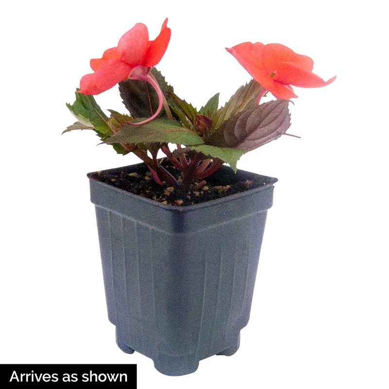 Hot Coral Sunpatiens™ - Image 3