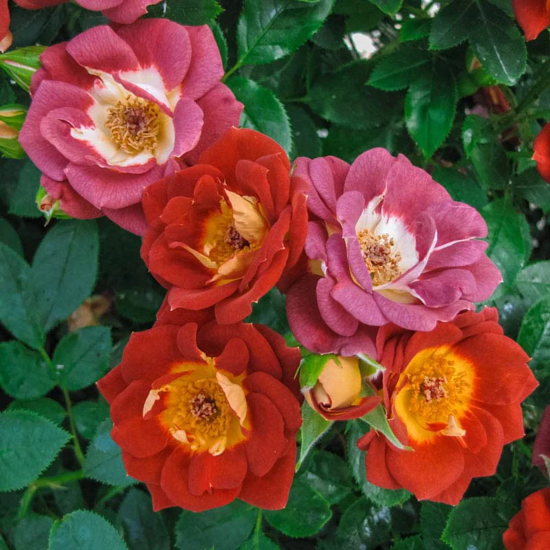 Hot & Sassy™ Miniature Rose