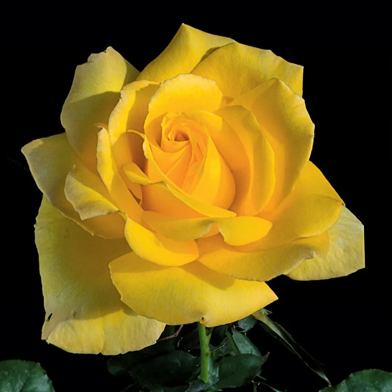 Hotel California™ Hybrid Tea Rose