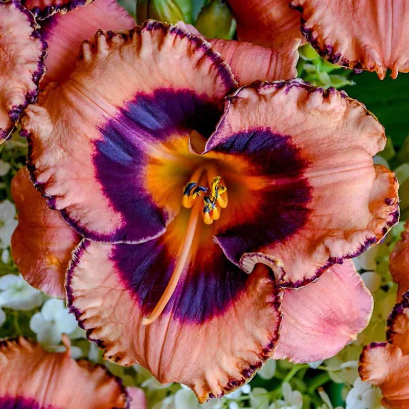 Hungry Eyes Daylily