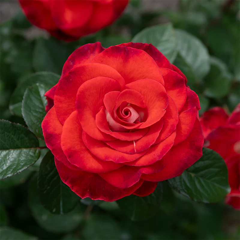 Smokin' Hot® Hybrid Tea Rose - Image 3