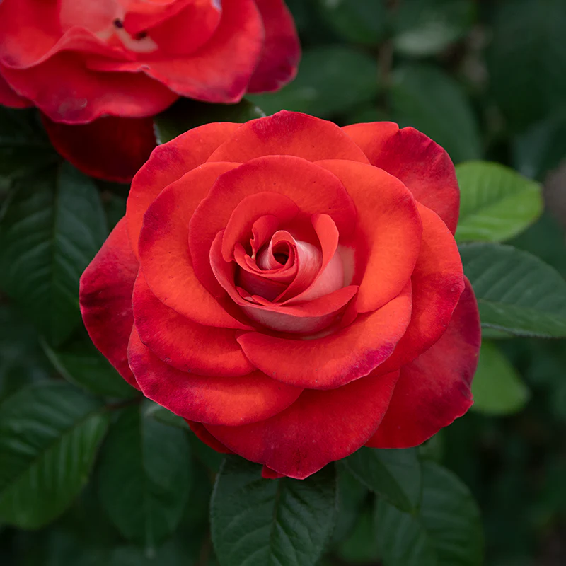 Smokin' Hot® Hybrid Tea Rose - Image 4