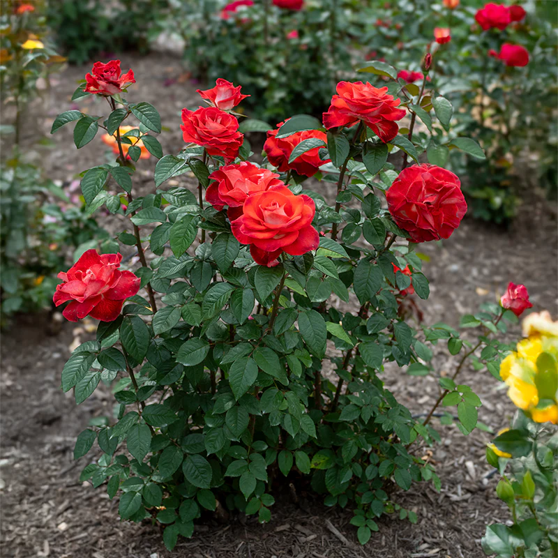 Smokin' Hot® Hybrid Tea Rose - Image 5