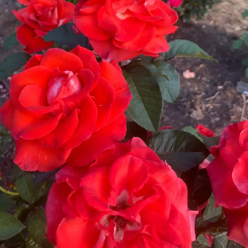 Smokin' Hot® Hybrid Tea Rose - Image 6