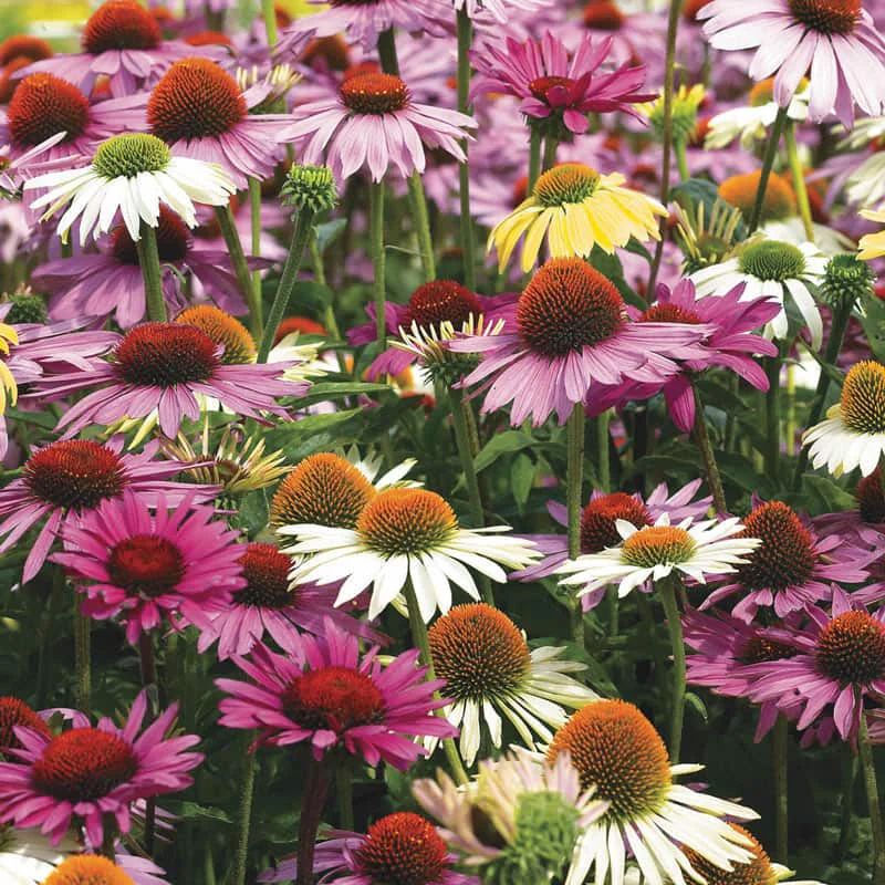 Hybridizer's Mix Coneflower - Image 2