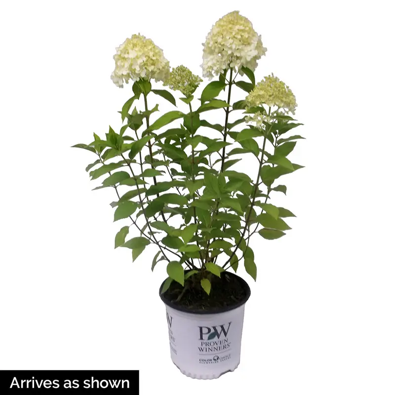 Bobo® Hydrangea - Image 4