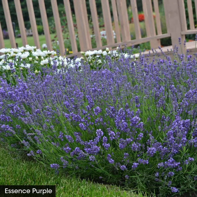 I Love Lavender Collection - Image 3