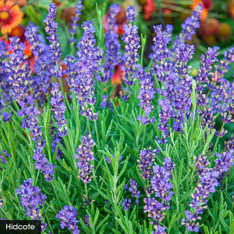 I Love Lavender Collection - Image 4