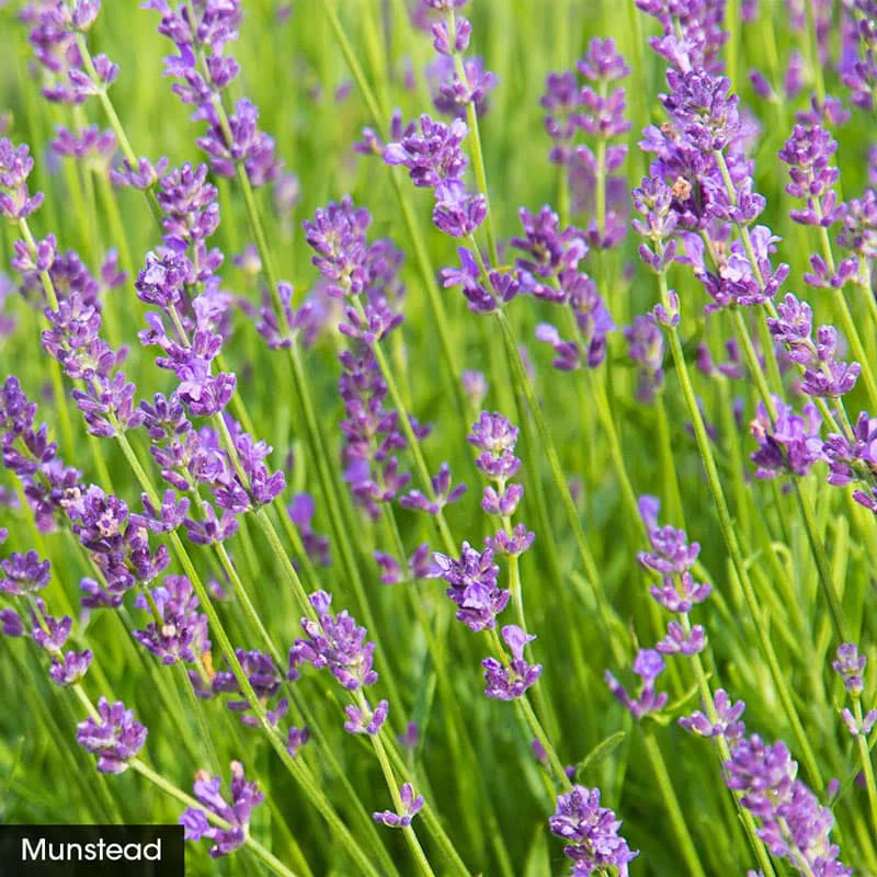 I Love Lavender Collection - Image 5