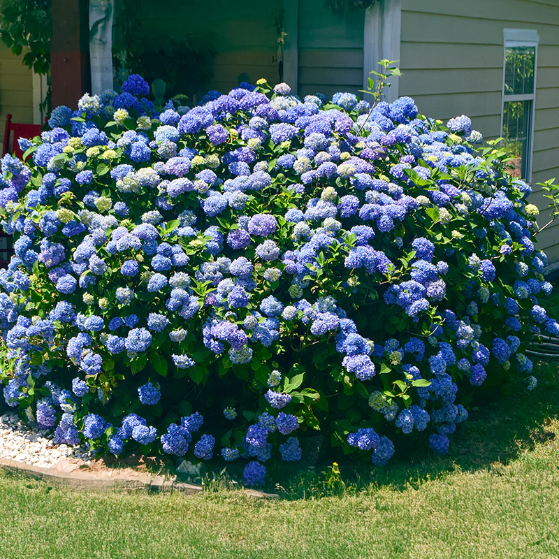Ibloom™ Azure Skies™ Hydrangea - Image 2