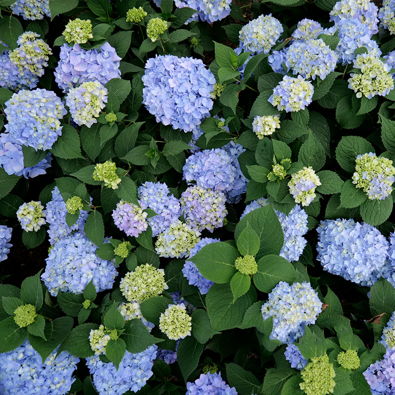 Ibloom™ Azure Skies™ Hydrangea - Image 3
