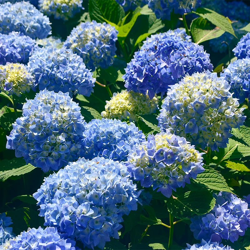 Ibloom™ Azure Skies™ Hydrangea - Image 4