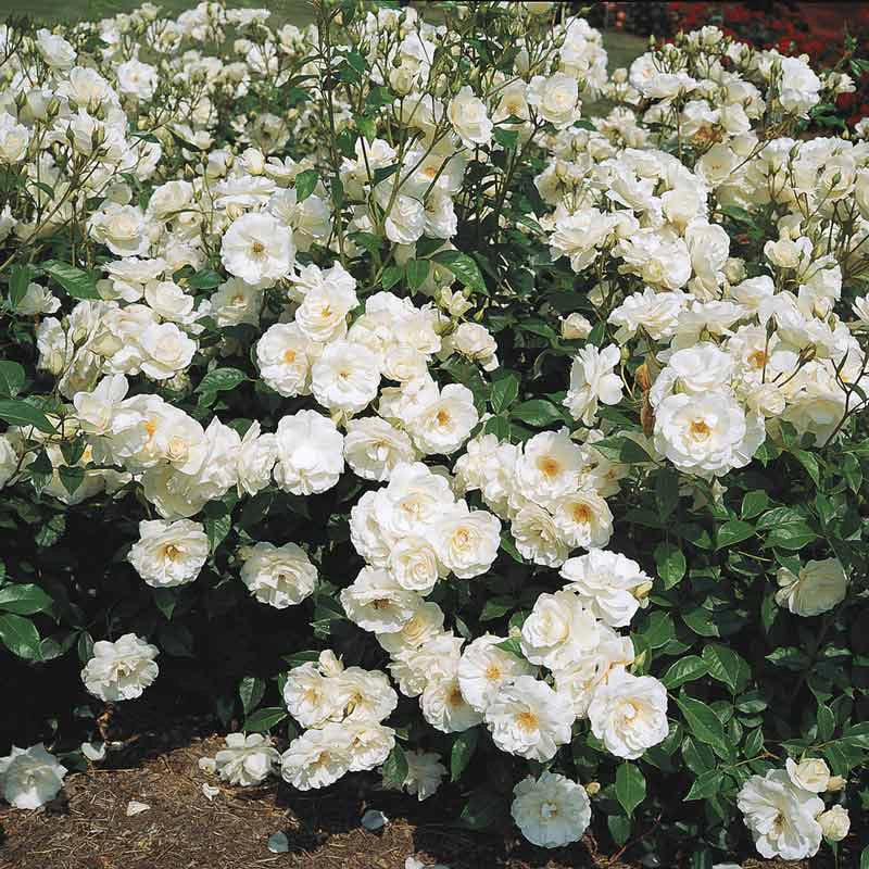 Iceberg Floribunda Rose - Image 3
