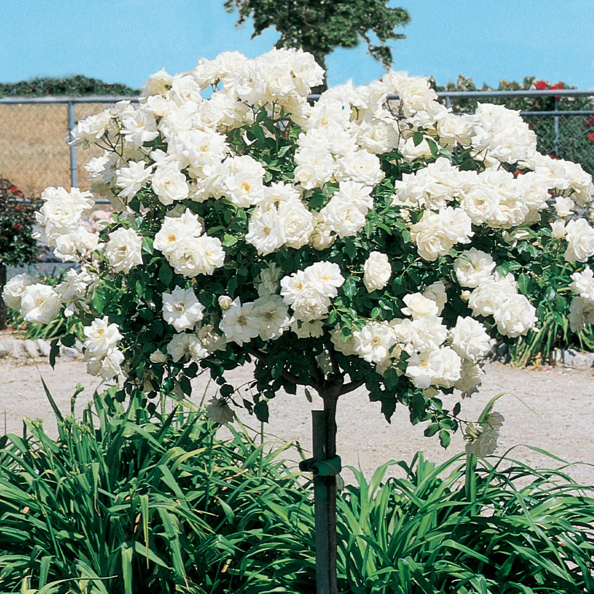 Iceberg Floribunda Rose - Image 4