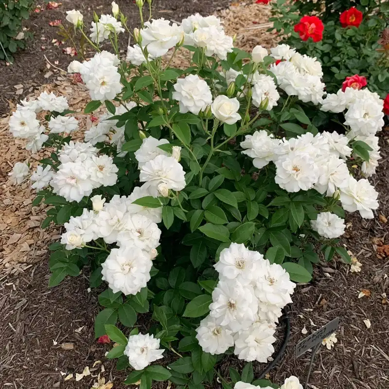 Iceberg Floribunda Rose - Image 5
