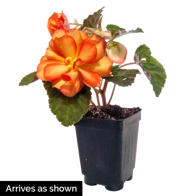 Illumination® Golden Picotee Begonia - Image 2