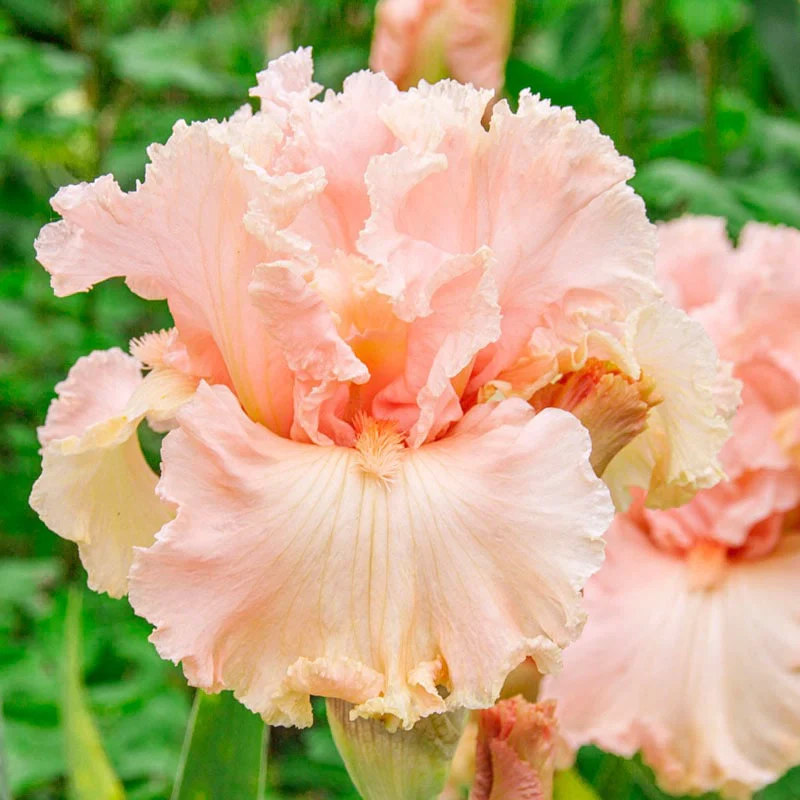 In Love Again Reblooming Iris