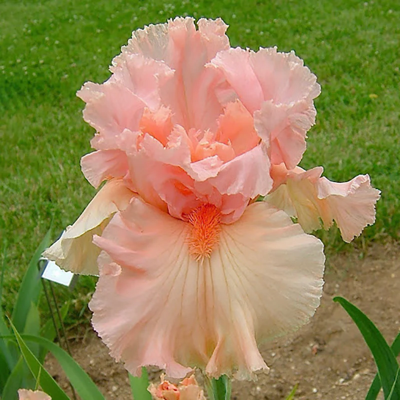 In Love Again Reblooming Iris - Image 2