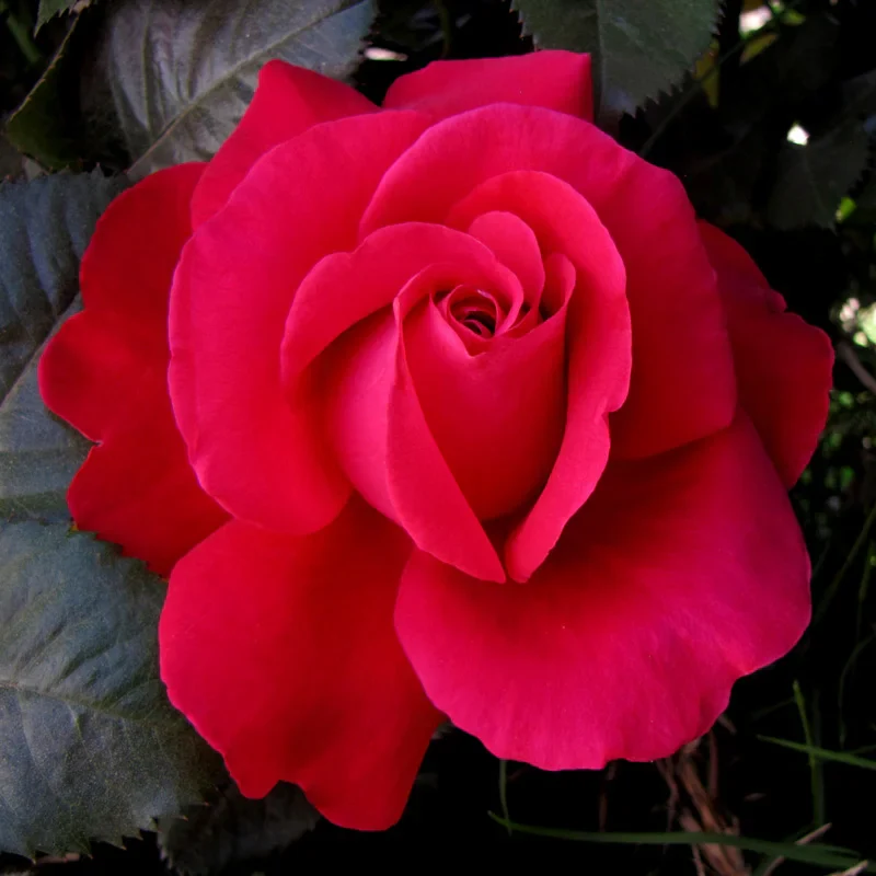 In Love Again™ Hybrid Tea Rose
