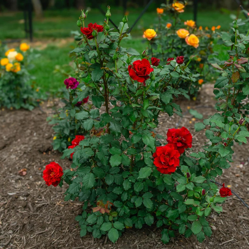 In The Mood™ Hybrid Tea Rose - Image 3
