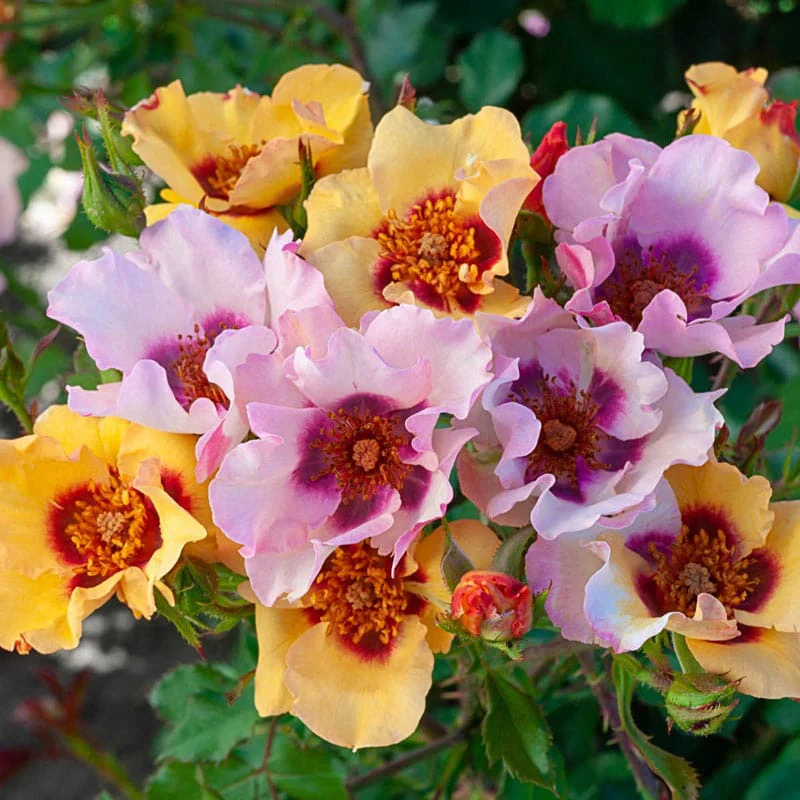 In Your Eyes® Shrub Rose