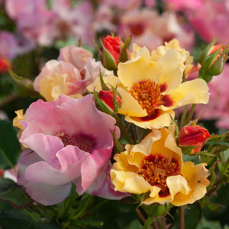 In Your Eyes® Shrub Rose - Image 3