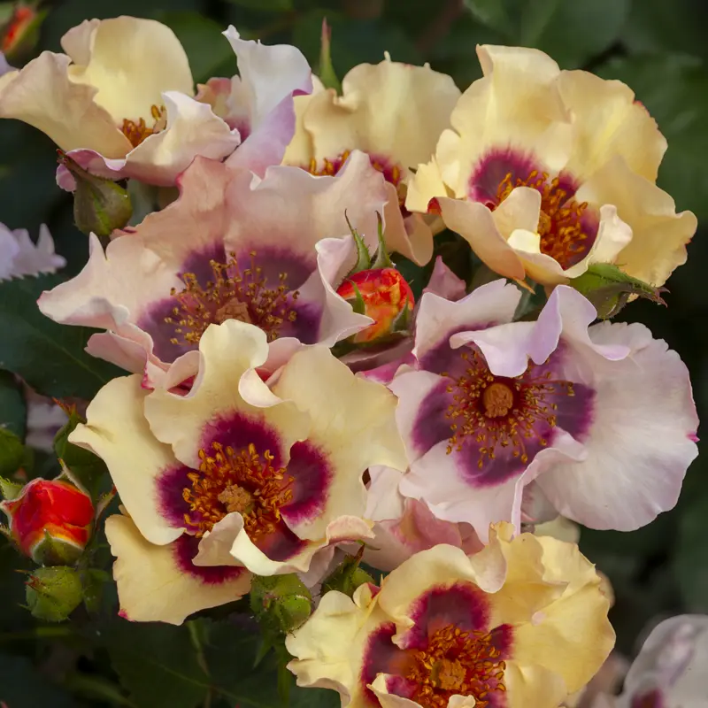 In Your Eyes® Shrub Rose - Image 4