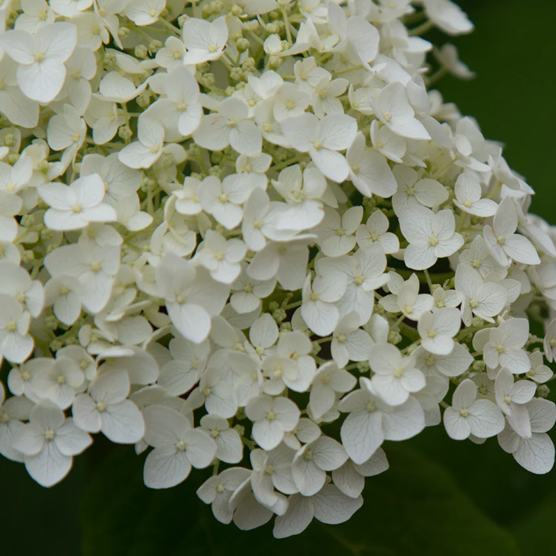 Incrediball® Hydrangea - Image 3