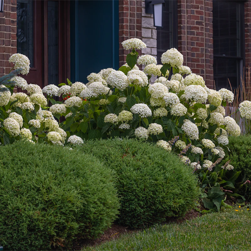 Incrediball® Hydrangea - Image 4