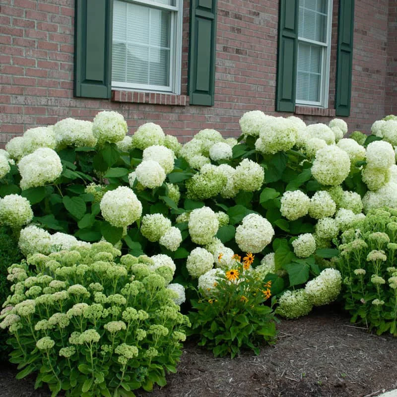 Incrediball® Hydrangea - Image 5