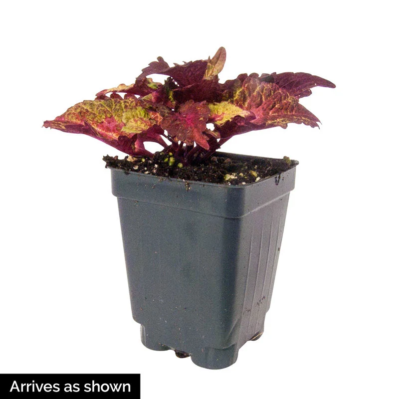 Indian Summer Coleus - Image 2