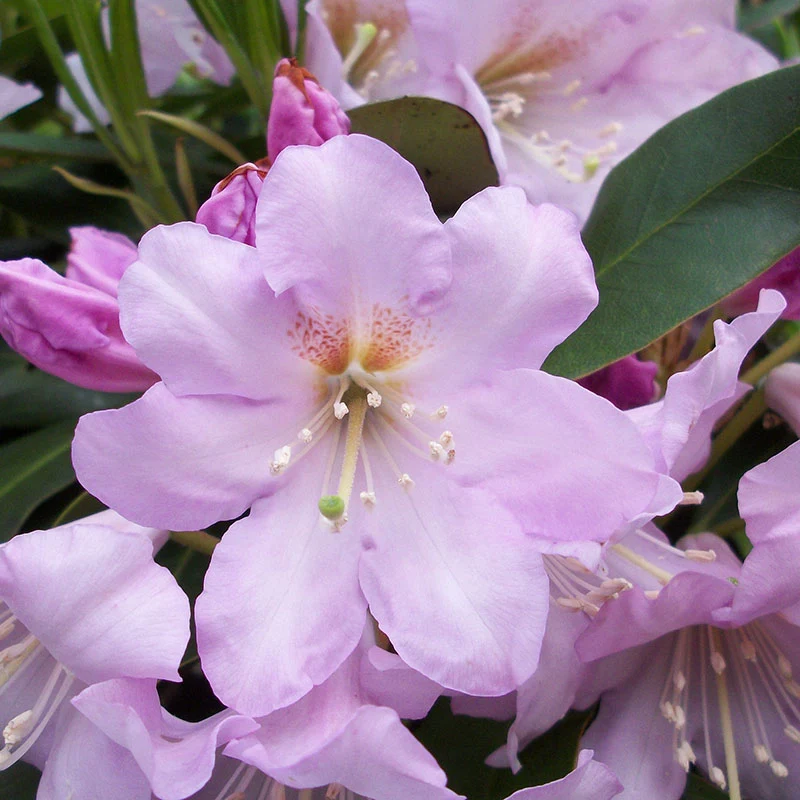 Inkarho® Evergreen Rhododendron - Image 2