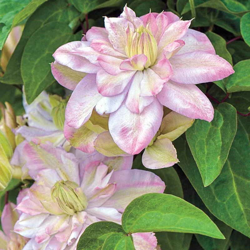 Clematis Innocent Blush - Image 2