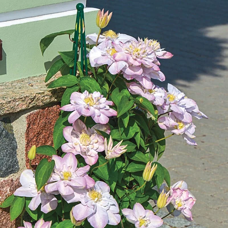 Clematis Innocent Blush - Image 3
