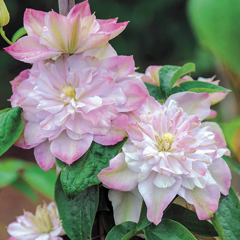 Clematis Innocent Blush - Image 4