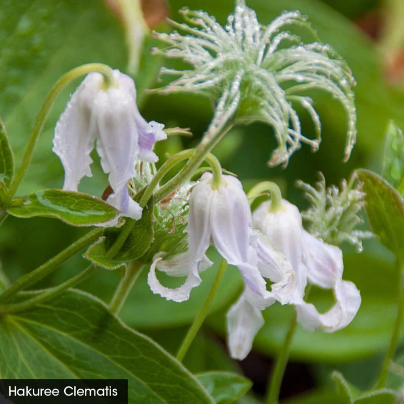 Integrifolia Clematis Little Guys Trio - Image 2