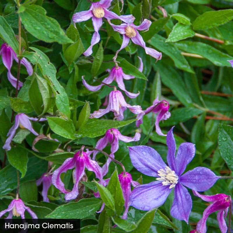 Integrifolia Clematis Little Guys Trio - Image 3