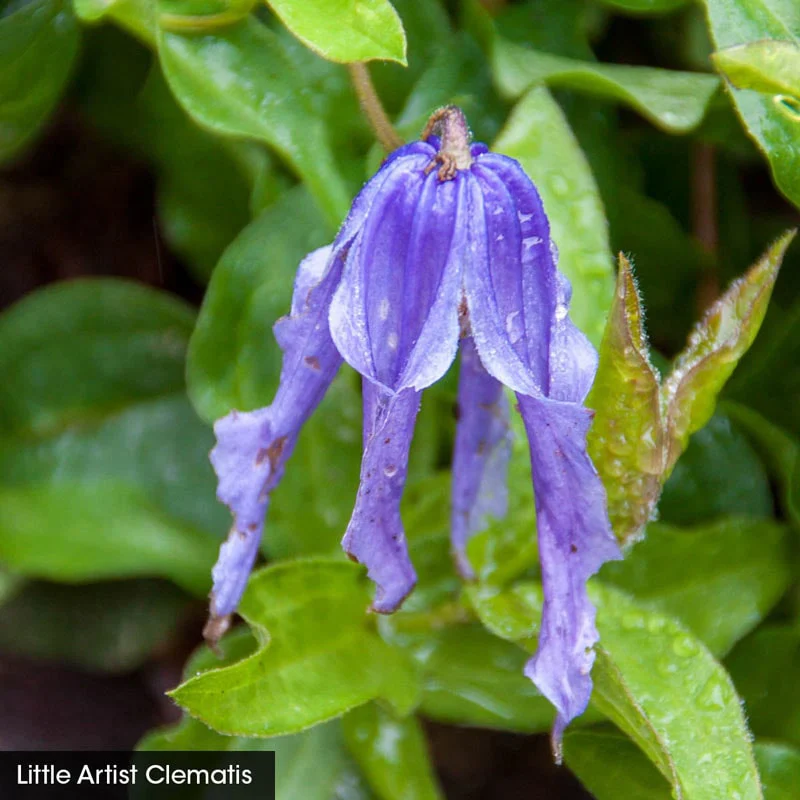 Integrifolia Clematis Little Guys Trio - Image 4
